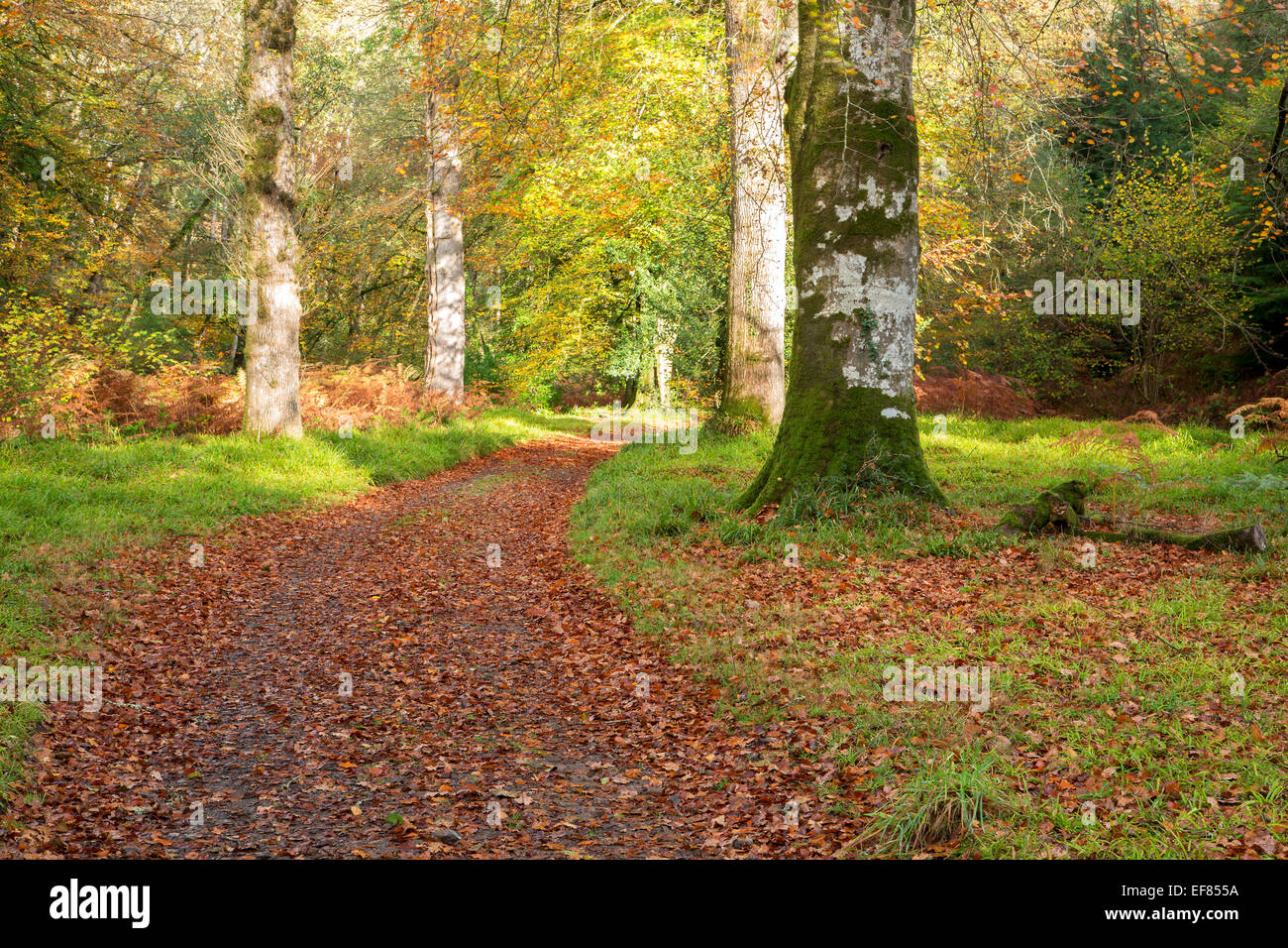 Percorso attraverso il bosco in autunno nella valle Teign Devon UK Foto Stock