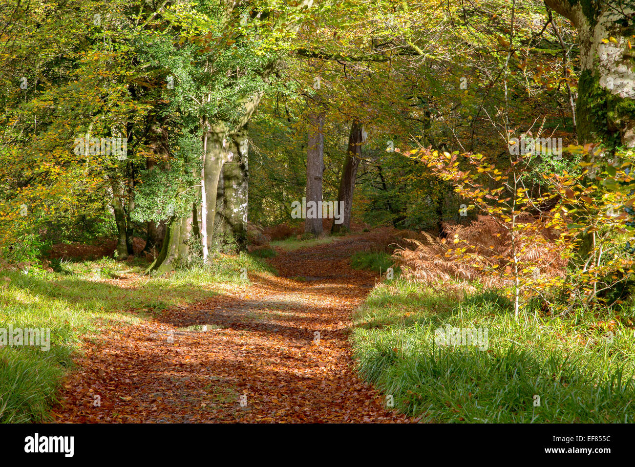 Percorso attraverso il bosco in autunno nella valle Teign Devon UK Foto Stock