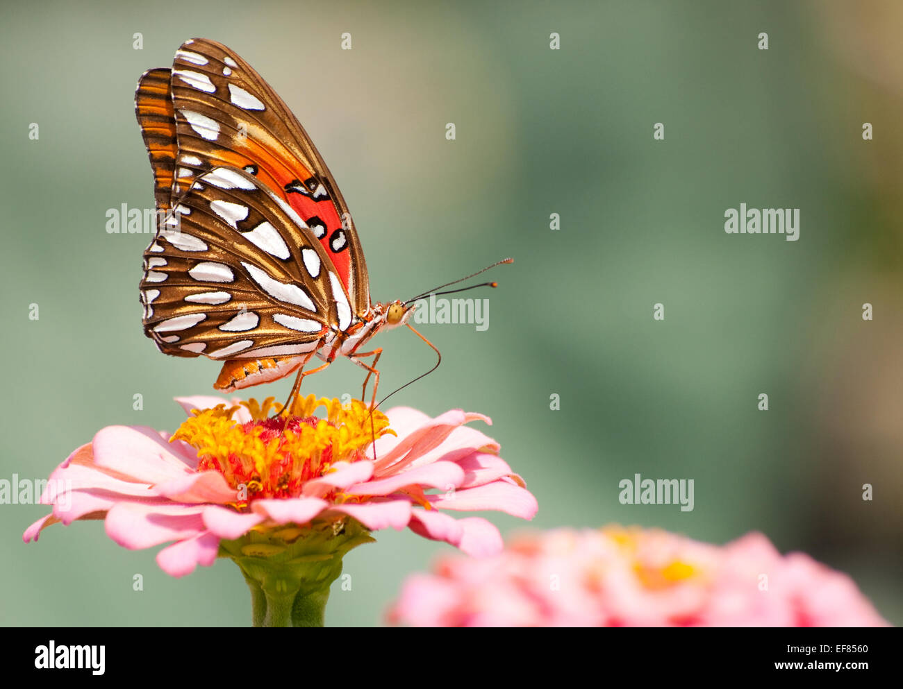 Bellissimo Golfo Fritillary butterfly alimentazione su un Zinnia contro pallido sfondo verde Foto Stock