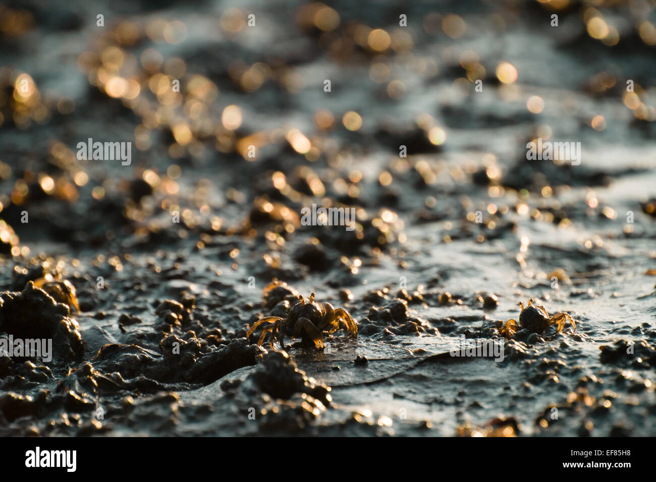 Granchi foraggio per il cibo sulla spiaggia di Krabi al mattino con la bassa marea Foto Stock