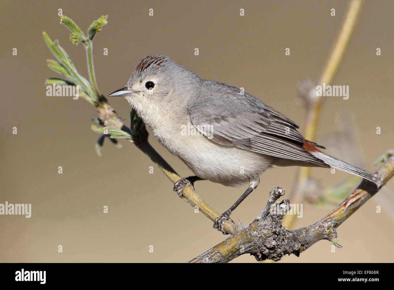 Lucy, trillo - Vermivora luciae - maschio Foto Stock