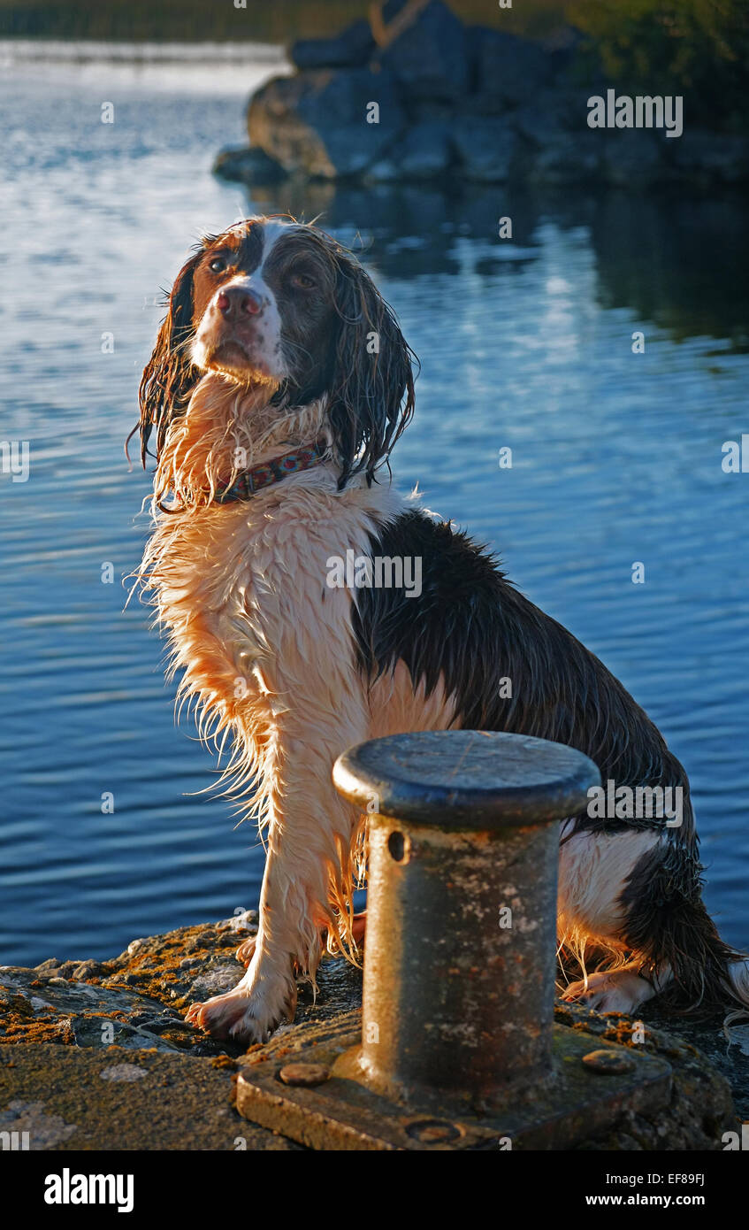 English Springer Spaniel cane seduto su di un molo a sera a Tipperary Irlanda Foto Stock