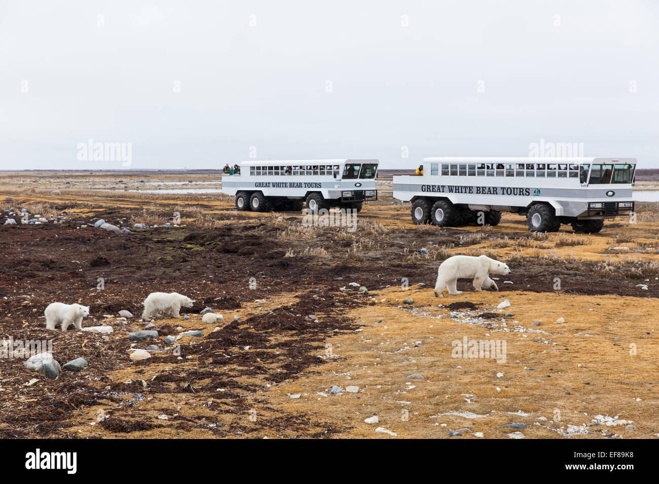 Canada, Manitoba, Churchill, grande orso bianco Lodge tour Visualizzazione di gruppi di orsi polari lungo la Baia di Hudson su nuvoloso al mattino di autunno Foto Stock