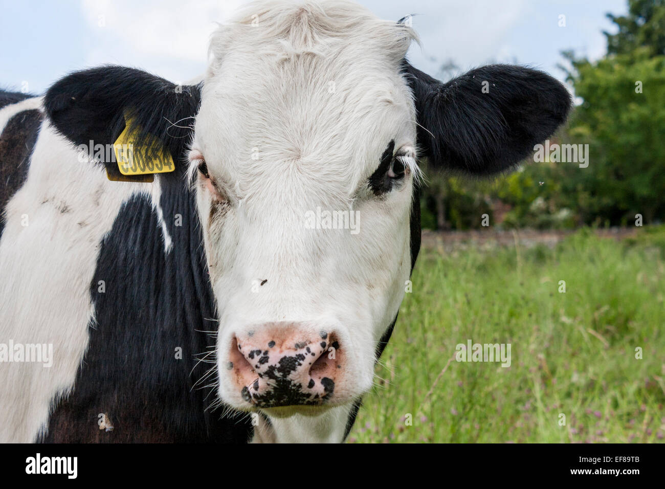 Close up di mucche frisone con marchi auricolari. Foto Stock