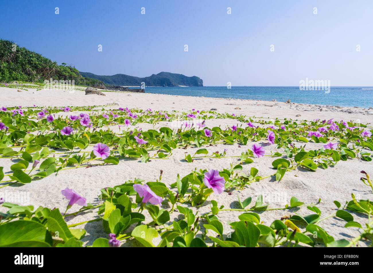 Spiaggia a Kerama-shoto National Park a sud-est di Tokashiki isola, a Okinawa, Giappone Foto Stock