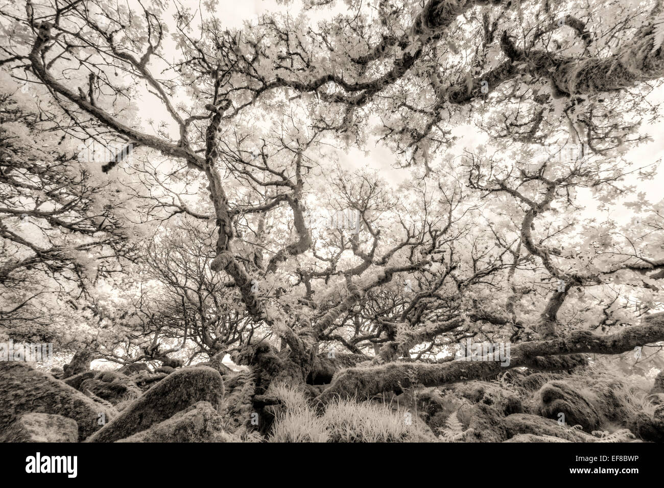 Antiche querce, Wistmans legno, Dartmoor Devon, Inghilterra Foto Stock