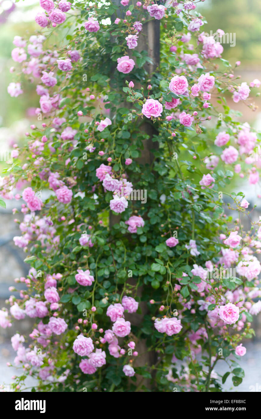 Le mura del giardino delle rose a Mottisfont Abbey, Hampshire, Inghilterra Foto Stock