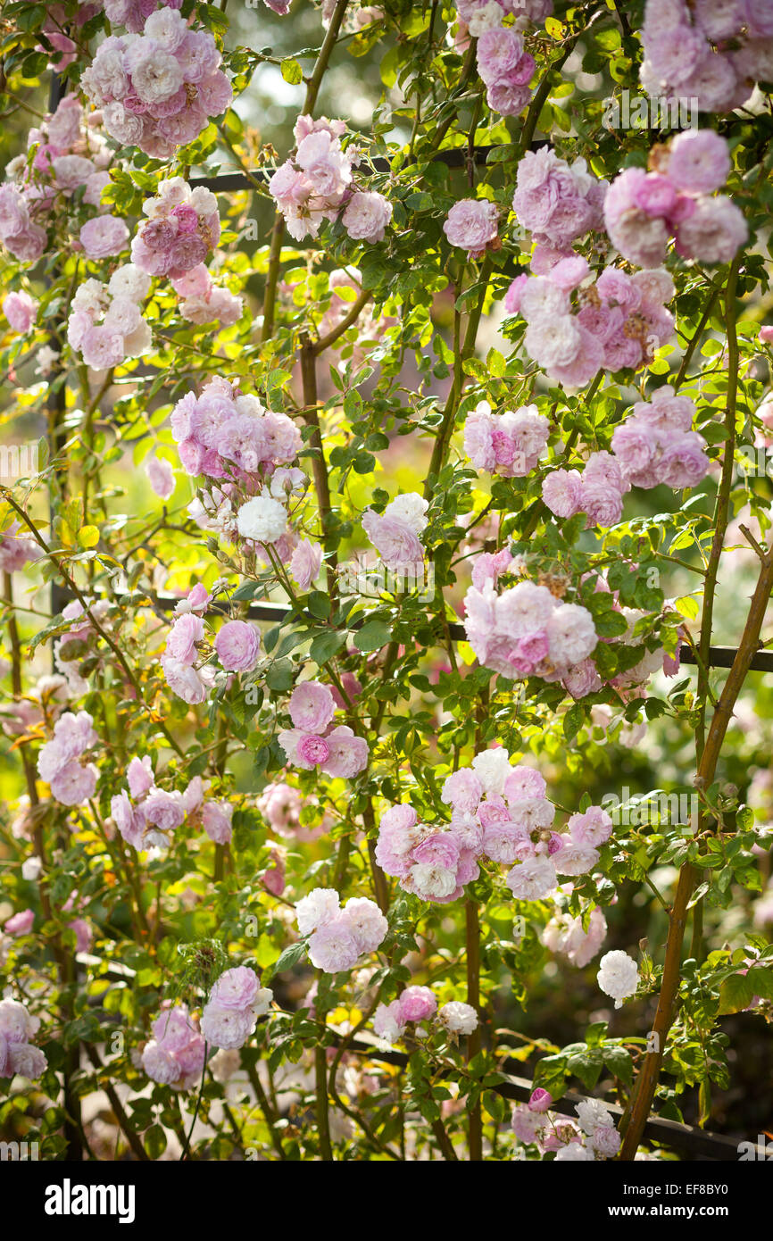 Le mura del giardino delle rose a Mottisfont Abbey, Hampshire, Inghilterra Foto Stock