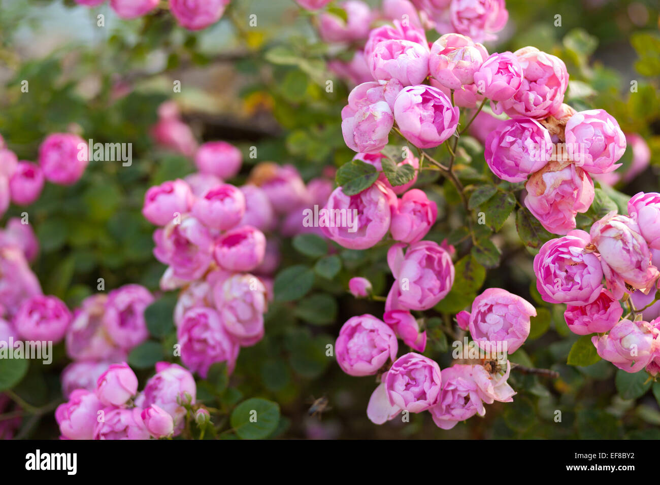 Le mura del giardino delle rose a Mottisfont Abbey, Hampshire, Inghilterra Foto Stock