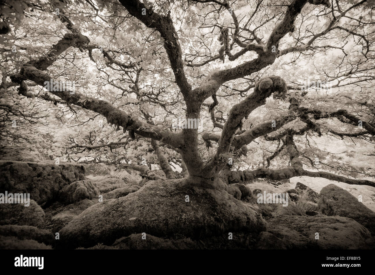 Antiche querce, Wistmans legno, Dartmoor Devon, Inghilterra Foto Stock