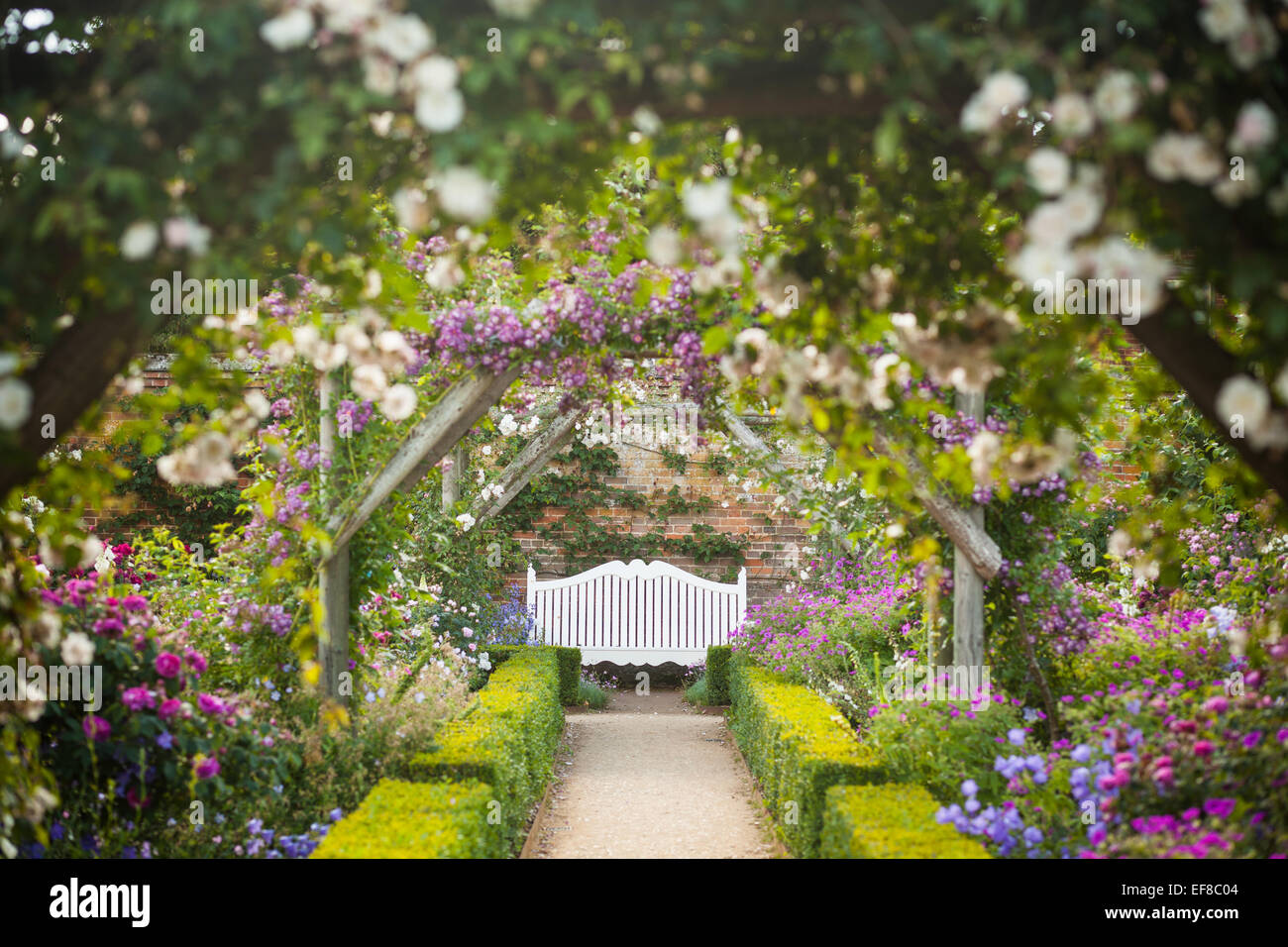 Le mura del giardino delle rose a Mottisfont Abbey, Hampshire, Inghilterra Foto Stock