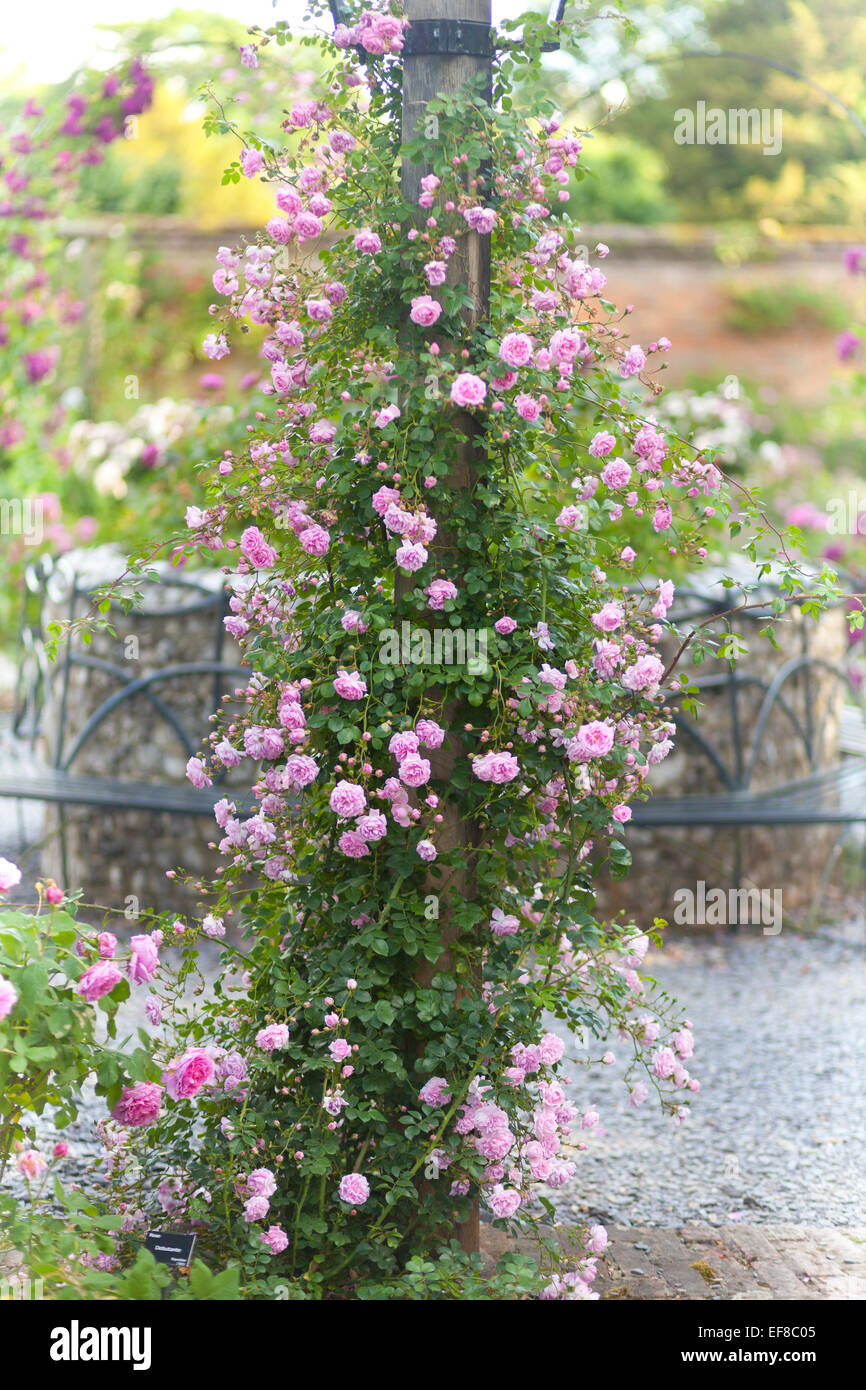 Le mura del giardino delle rose a Mottisfont Abbey, Hampshire, Inghilterra Foto Stock
