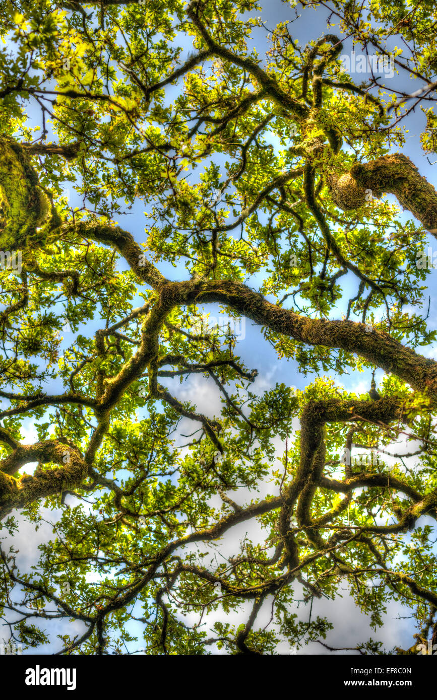 Antiche querce, Wistmans legno, Dartmoor Devon, Inghilterra Foto Stock