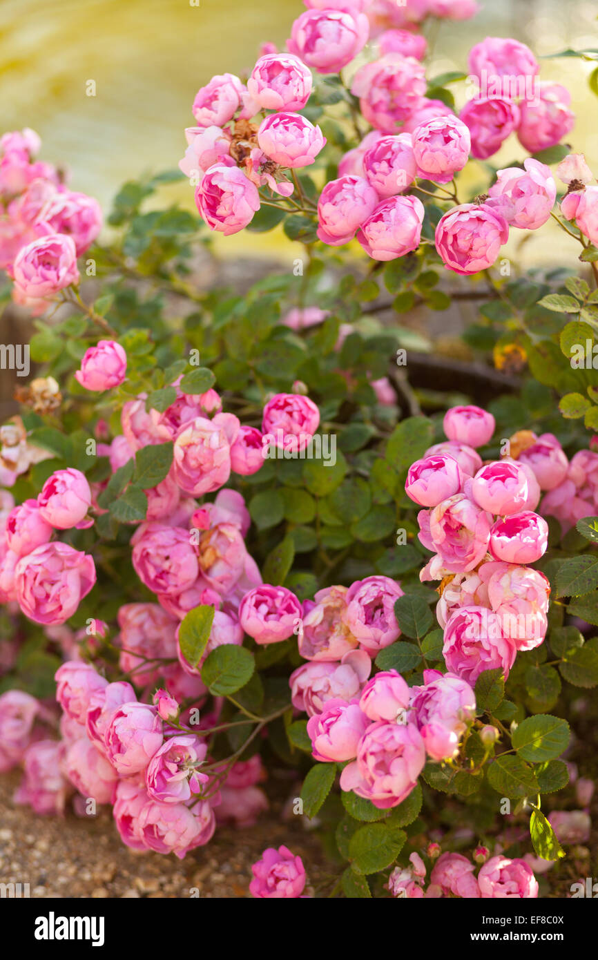 Le mura del giardino delle rose a Mottisfont Abbey, Hampshire, Inghilterra Foto Stock