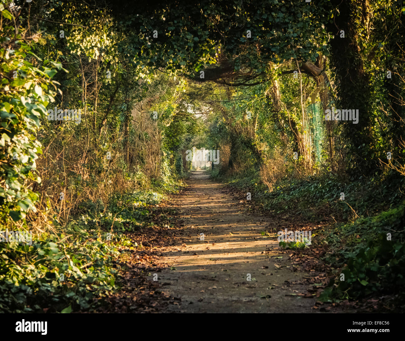In inverno la luce del sole che filtra tra gli alberi e cespugli lungo la parte superiore delle linee Hilsea fortificazioni, Portsmouth, Regno Unito Foto Stock