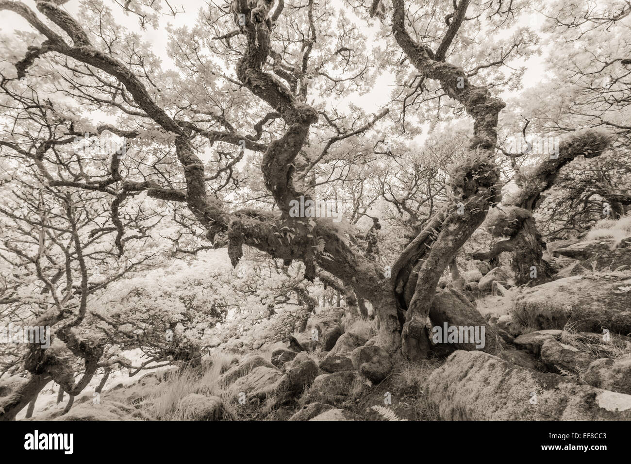 Antiche querce, Wistmans legno, Dartmoor Devon, Inghilterra Foto Stock