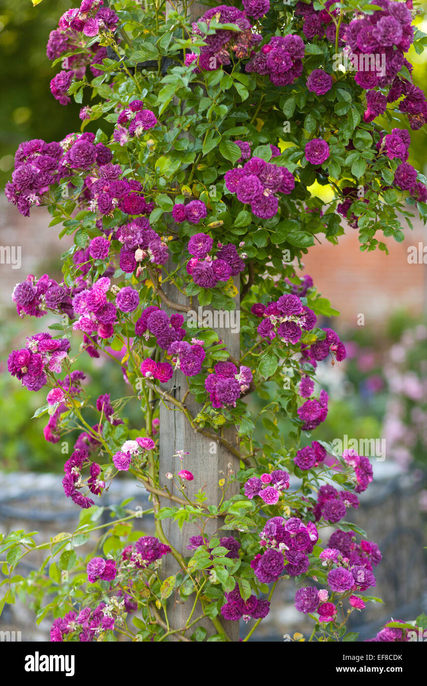 Le mura del giardino delle rose a Mottisfont Abbey, Hampshire, Inghilterra Foto Stock