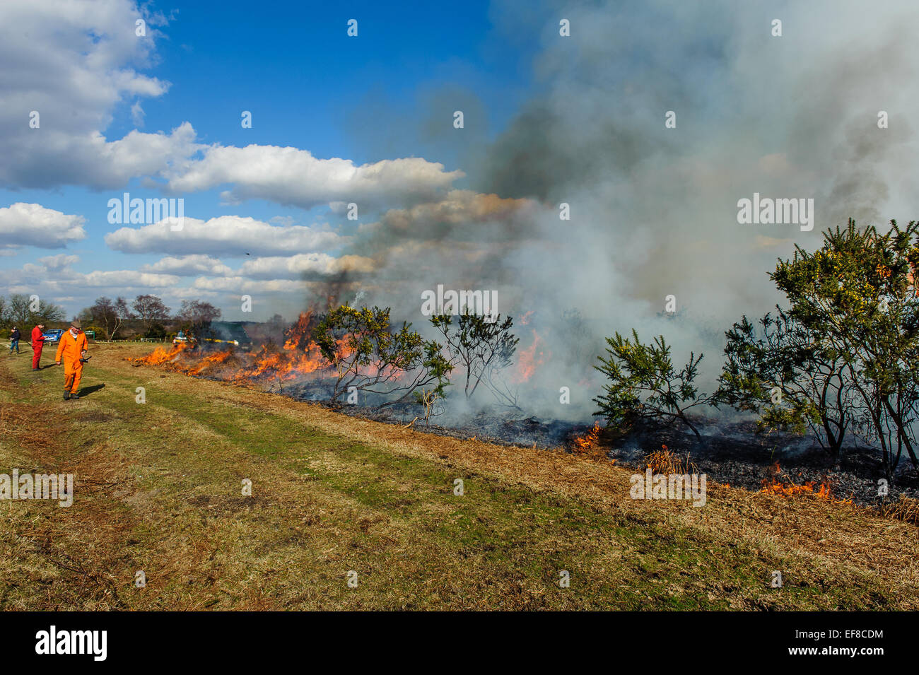 La masterizzazione di ginestre in un modo controllato in New Forest Hampshire Foto Stock