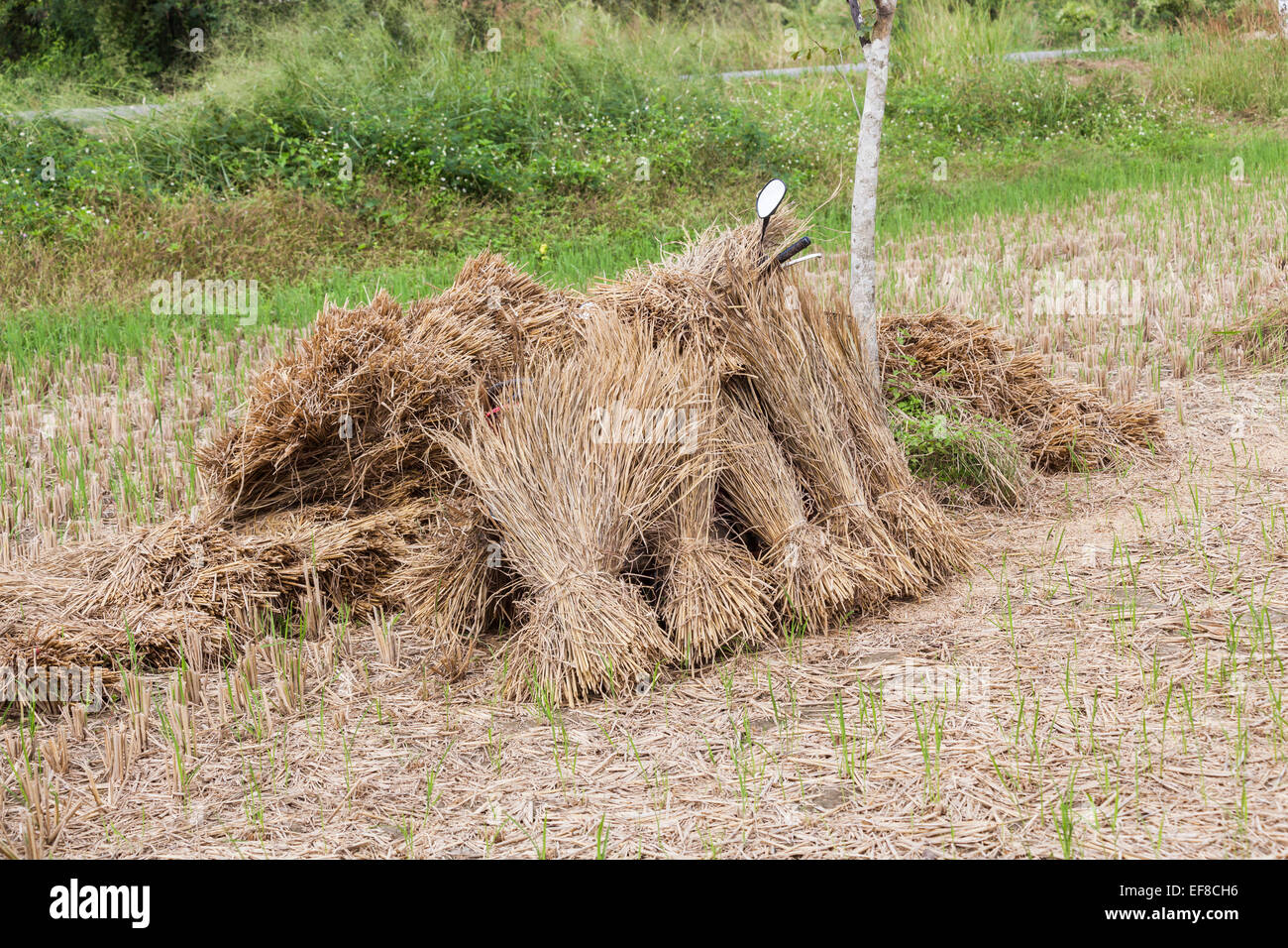 Riso raccolto da un campo di risone impilati in una pila di tradizionali mano-legato balle o stooks, in un'azienda agricola nelle zone rurali a Chiang Rai, Thailandia del Nord Foto Stock