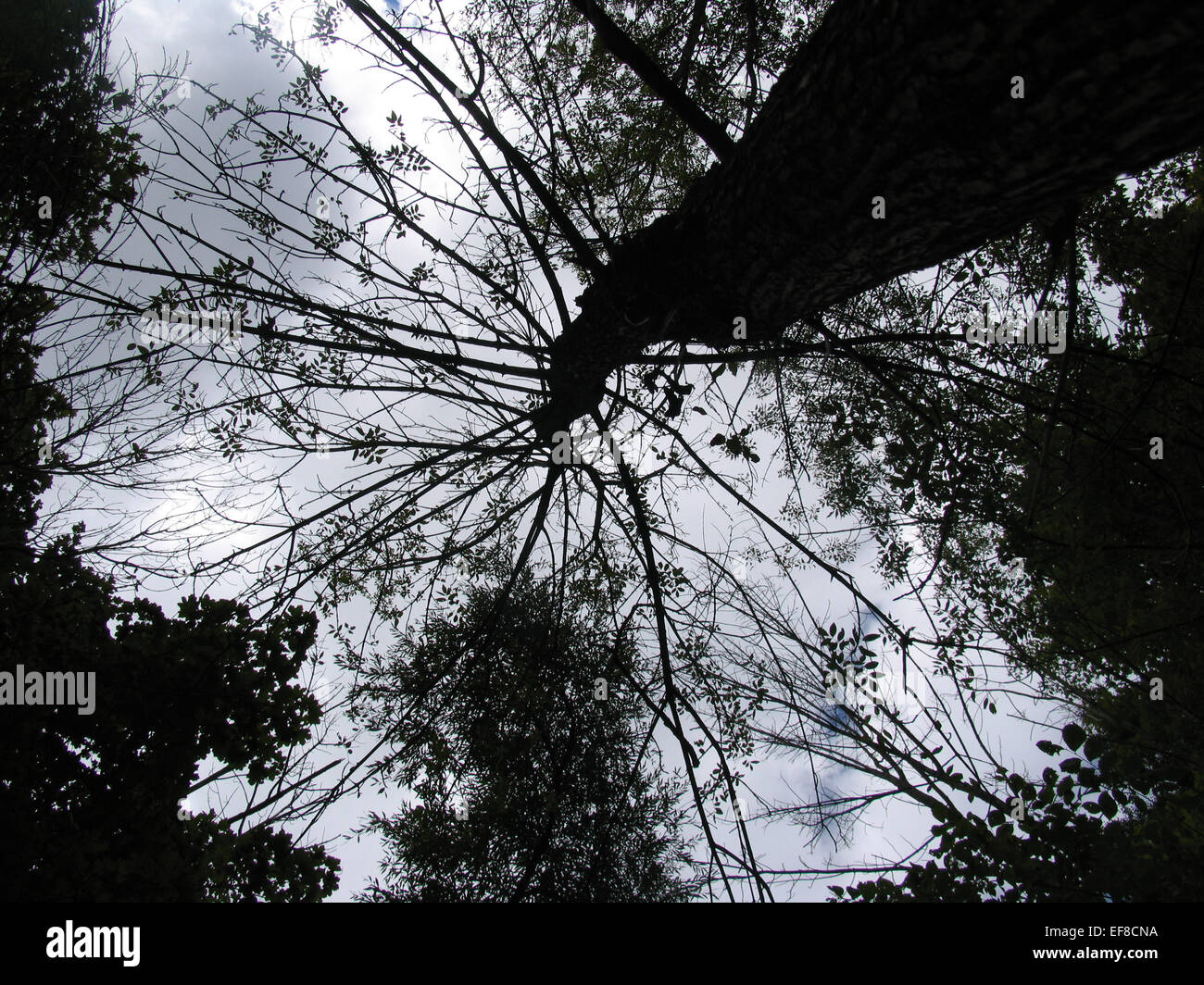 Inquadratura dal basso di alberi, rami e foglie in alto contrasto sotto un cielo nuvoloso su una fredda mattina in Canada Foto Stock