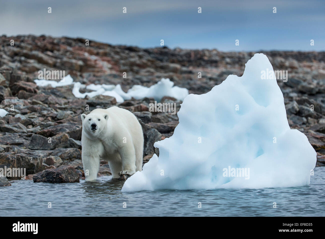 Canada, Nunavut Territorio, Repulse Bay, orso polare (Ursus maritimus) in piedi da iceberg lungo il litorale di Porto isole vicine Foto Stock