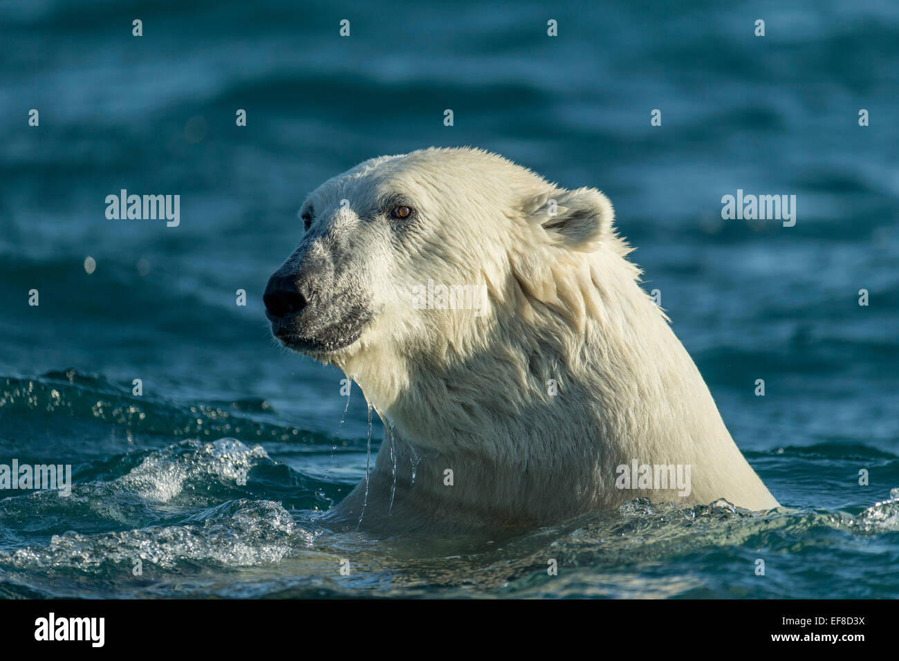 Canada, Nunavut Territorio, Repulse Bay, orso polare (Ursus maritimus) nuotare nella baia di Hudson in mattinata estiva Foto Stock