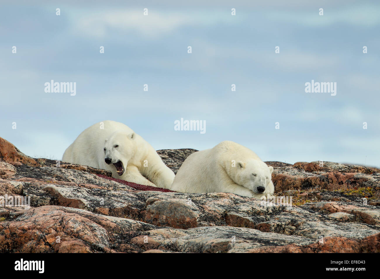 Canada, Nunavut Territorio, Repulse Bay, due orsi polari (Ursus maritimus) di appoggio lungo la cresta su Harbor Islands lungo Hudson Ba Foto Stock