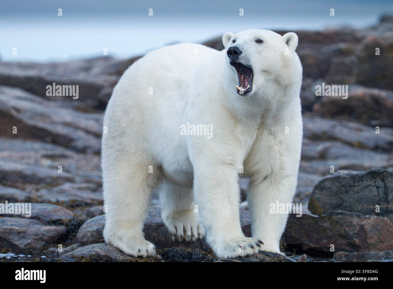 Canada, Nunavut Territorio, Repulse Bay, maschi adulti orso polare (Ursus maritimus) sbadigli mentre passeggiate sulla spiaggia rocciosa di Harbou Foto Stock