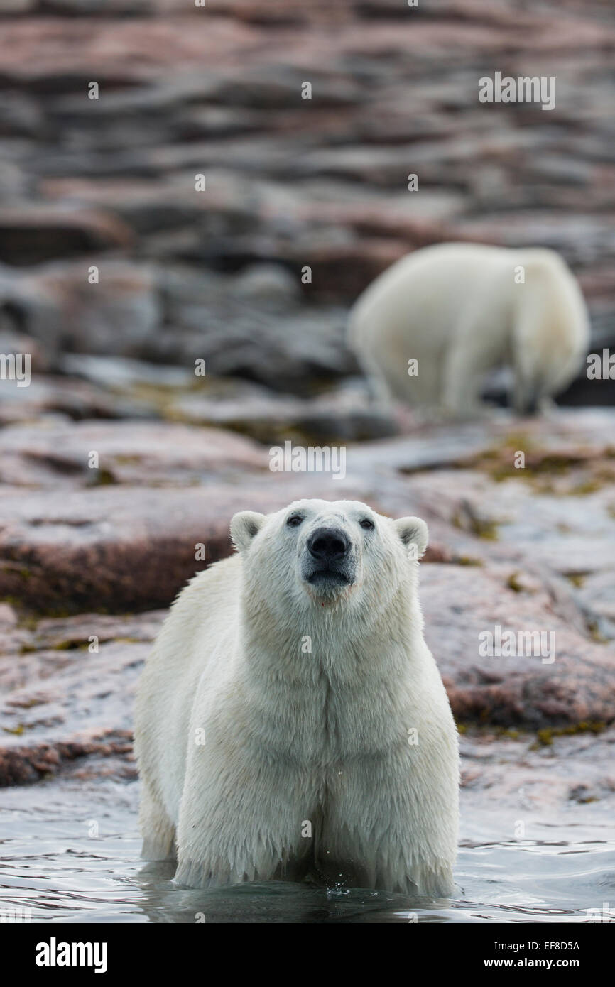 Canada, Nunavut Territorio, Repulse Bay, orsi polari (Ursus maritimus) lungo il litorale su Harbor Islands lungo la Baia di Hudson Foto Stock
