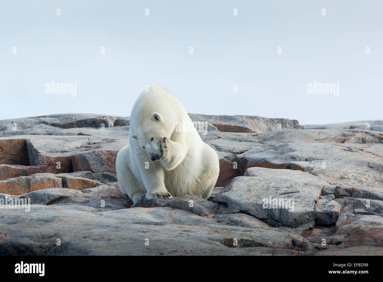 Canada, Nunavut Territorio, Repulse Bay, orso polare (Ursus maritimus) seduti lungo il litorale su Harbor Islands lungo la Baia di Hudson Foto Stock