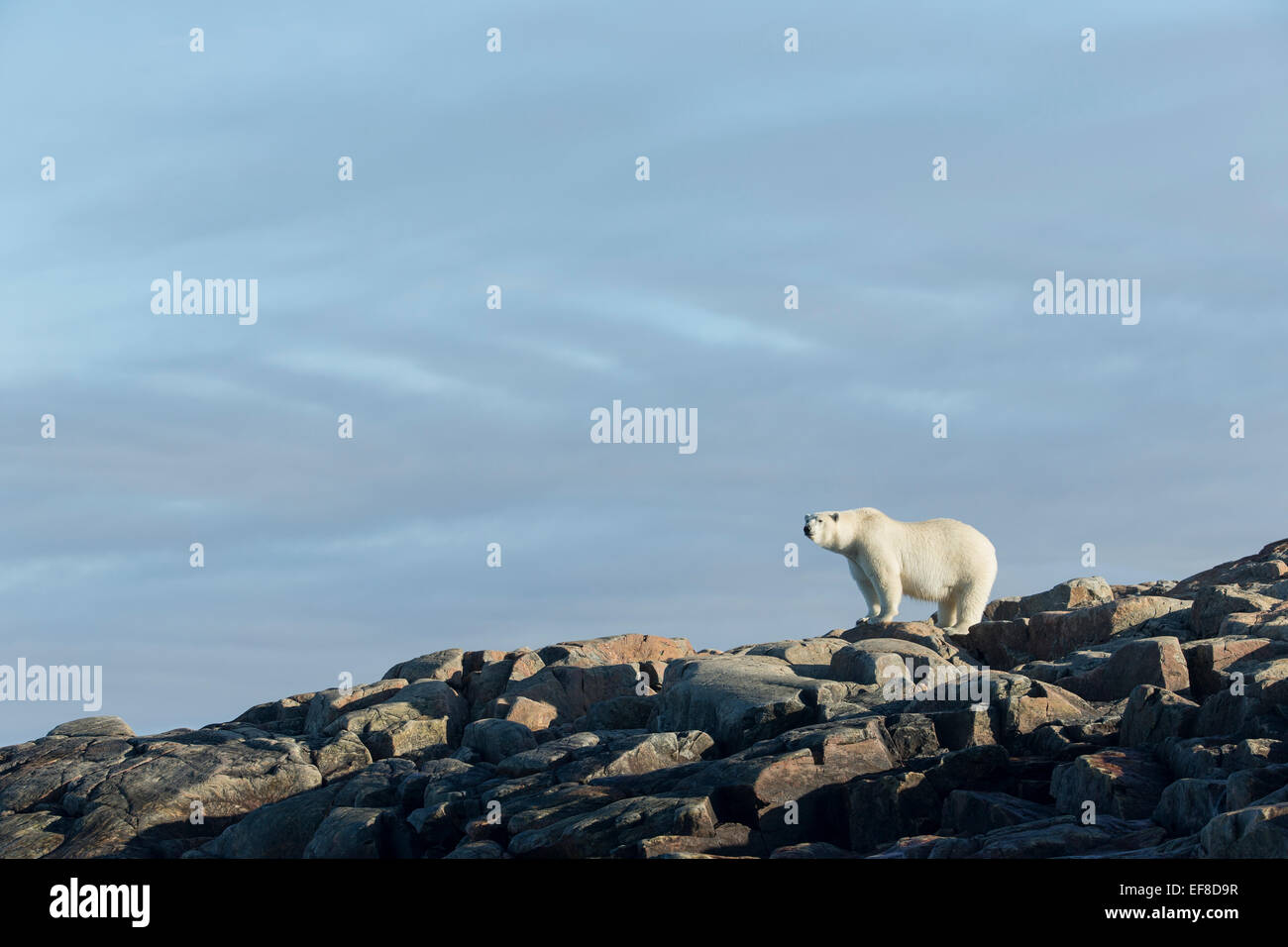 Canada, Nunavut Territorio, Repulse Bay, orsi polari (Ursus maritimus) in piedi su pendii sassosi di Harbor Islands lungo Hudson Foto Stock