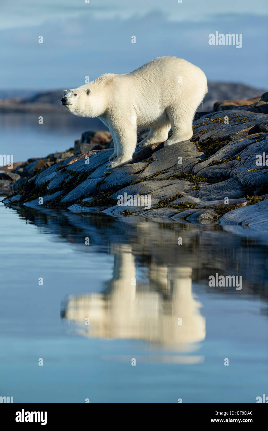 Canada, Nunavut Territorio, Repulse Bay, orsi polari (Ursus maritimus) in piedi lungo il litorale delle isole del porto lungo Hudson Foto Stock