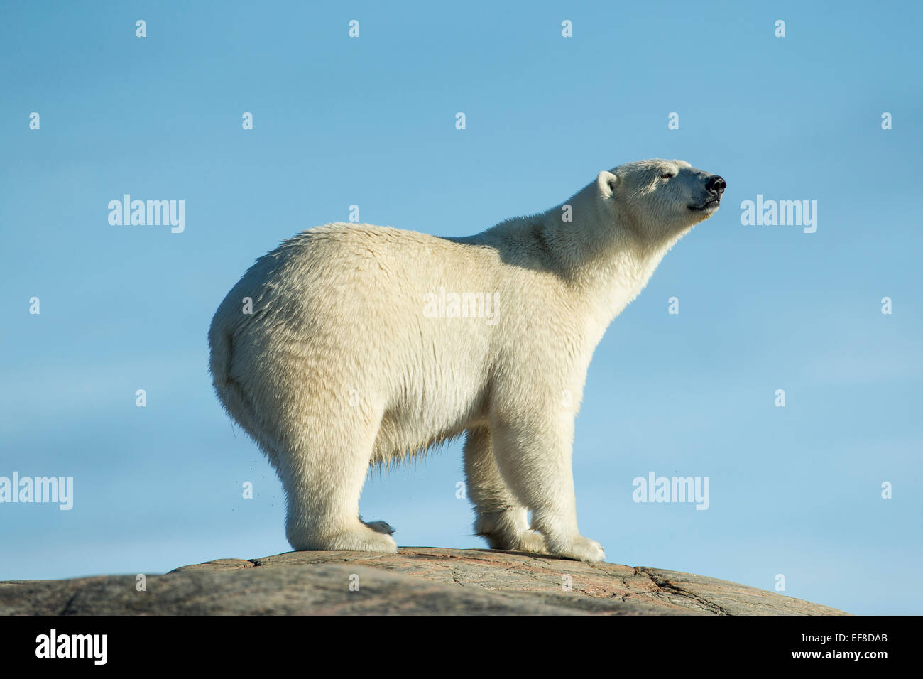 Canada, Nunavut Territorio, Repulse Bay, orsi polari (Ursus maritimus) passeggiate lungo la dorsale rocciosa sul porto isole lungo Hud Foto Stock