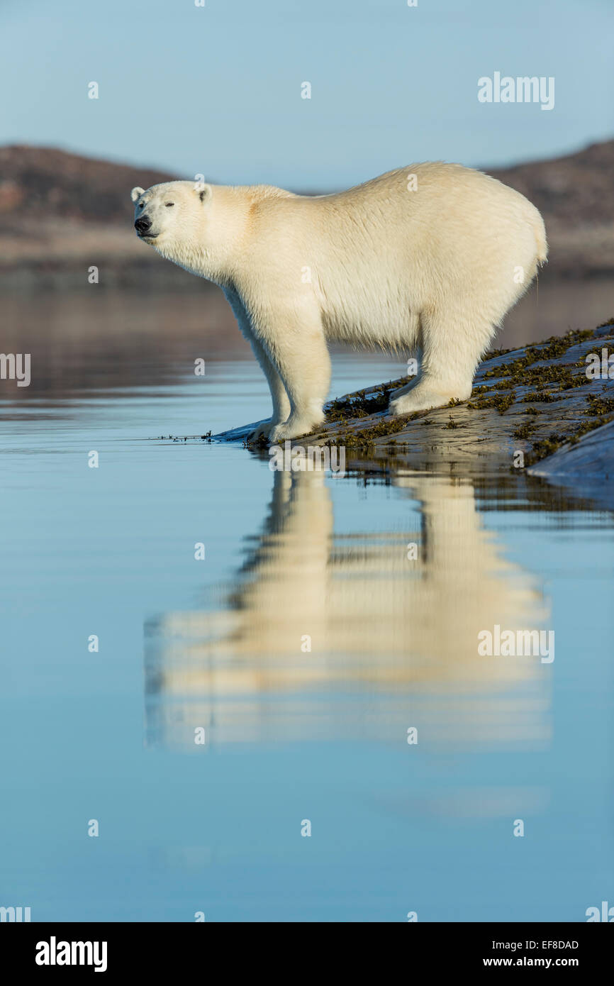 Canada, Nunavut Territorio, Repulse Bay, orsi polari (Ursus maritimus) in piedi lungo il litorale delle isole del porto lungo Hudson Foto Stock