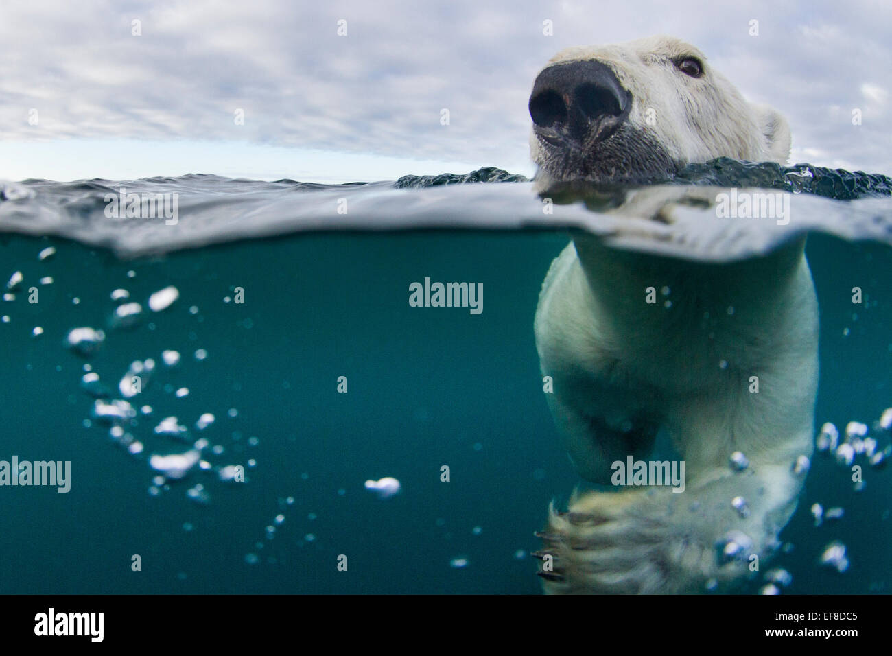 Canada, Nunavut Territorio, Repulse Bay,vista subacquea di Orso Polare (Ursus maritimus) nuotare nella baia di Hudson nei pressi del porto Islan Foto Stock
