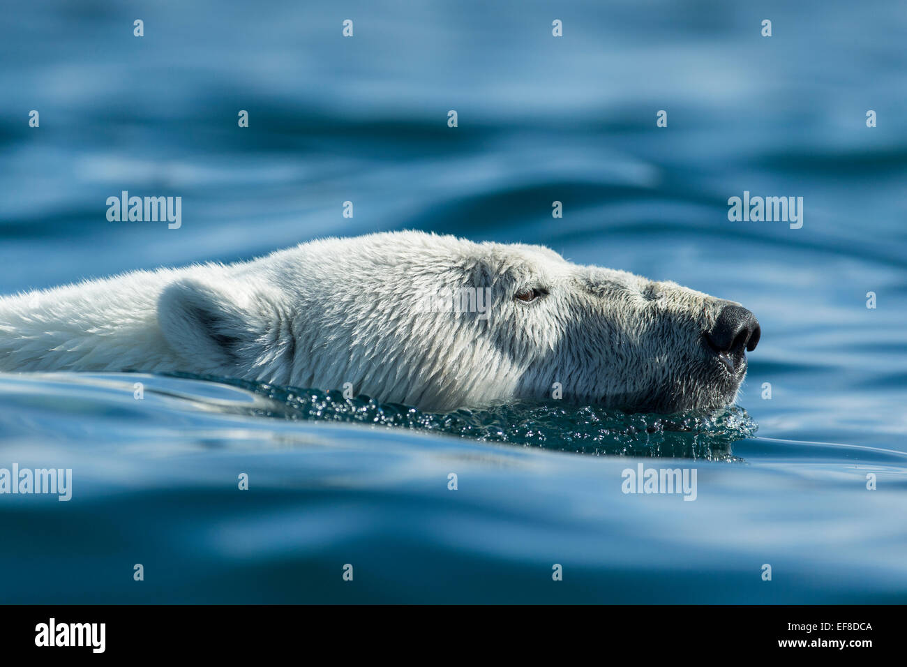 Canada, Nunavut Territorio, Repulse Bay, orso polare (Ursus maritimus) nuoto nei pressi del porto isole nella Baia di Hudson appena a sud di un Foto Stock
