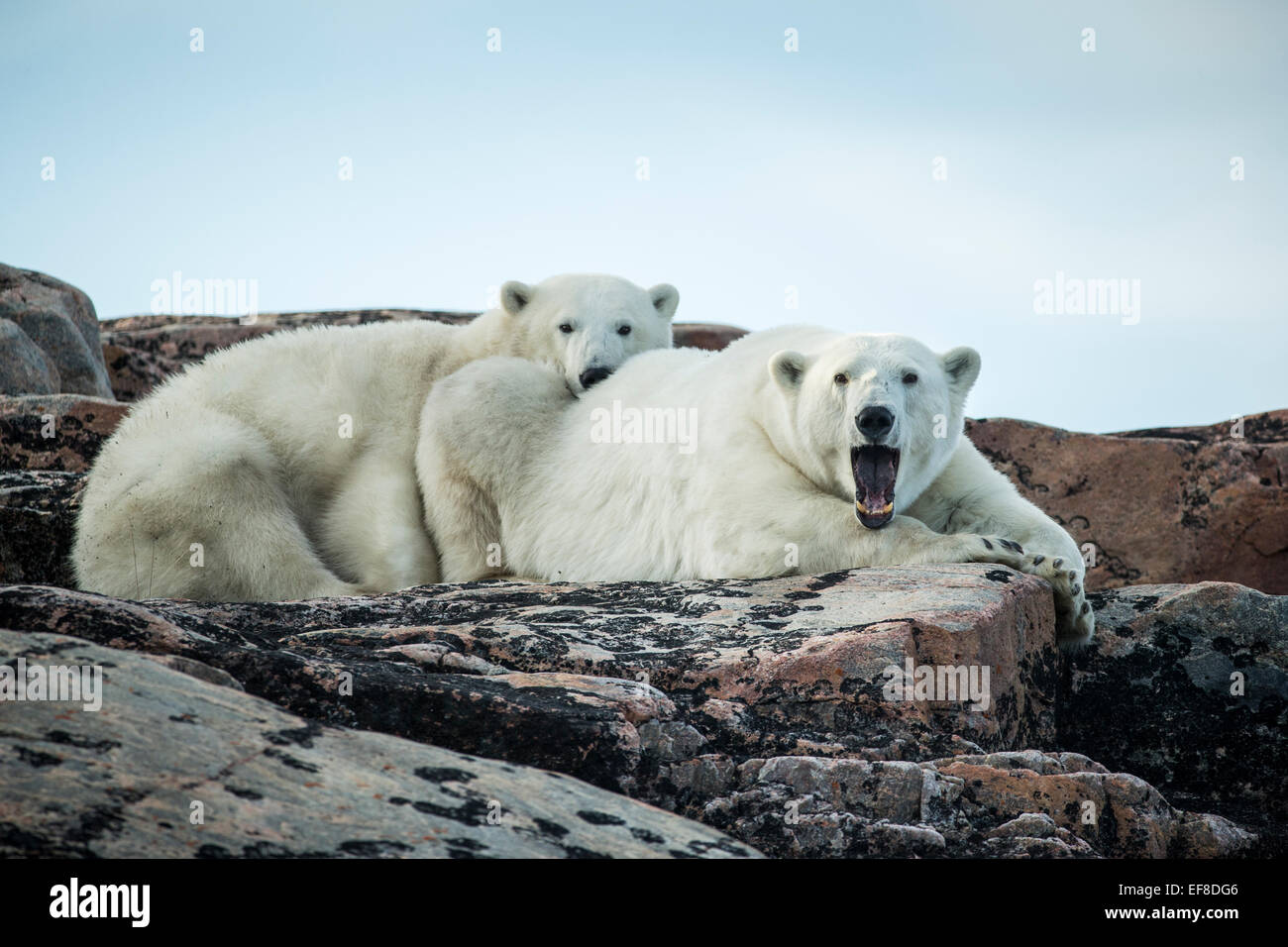 Canada, Nunavut Territorio, Repulse Bay,Orso Polare e cub (Ursus maritimus) di appoggio lungo la costa rocciosa di Harbor Islands in Foto Stock