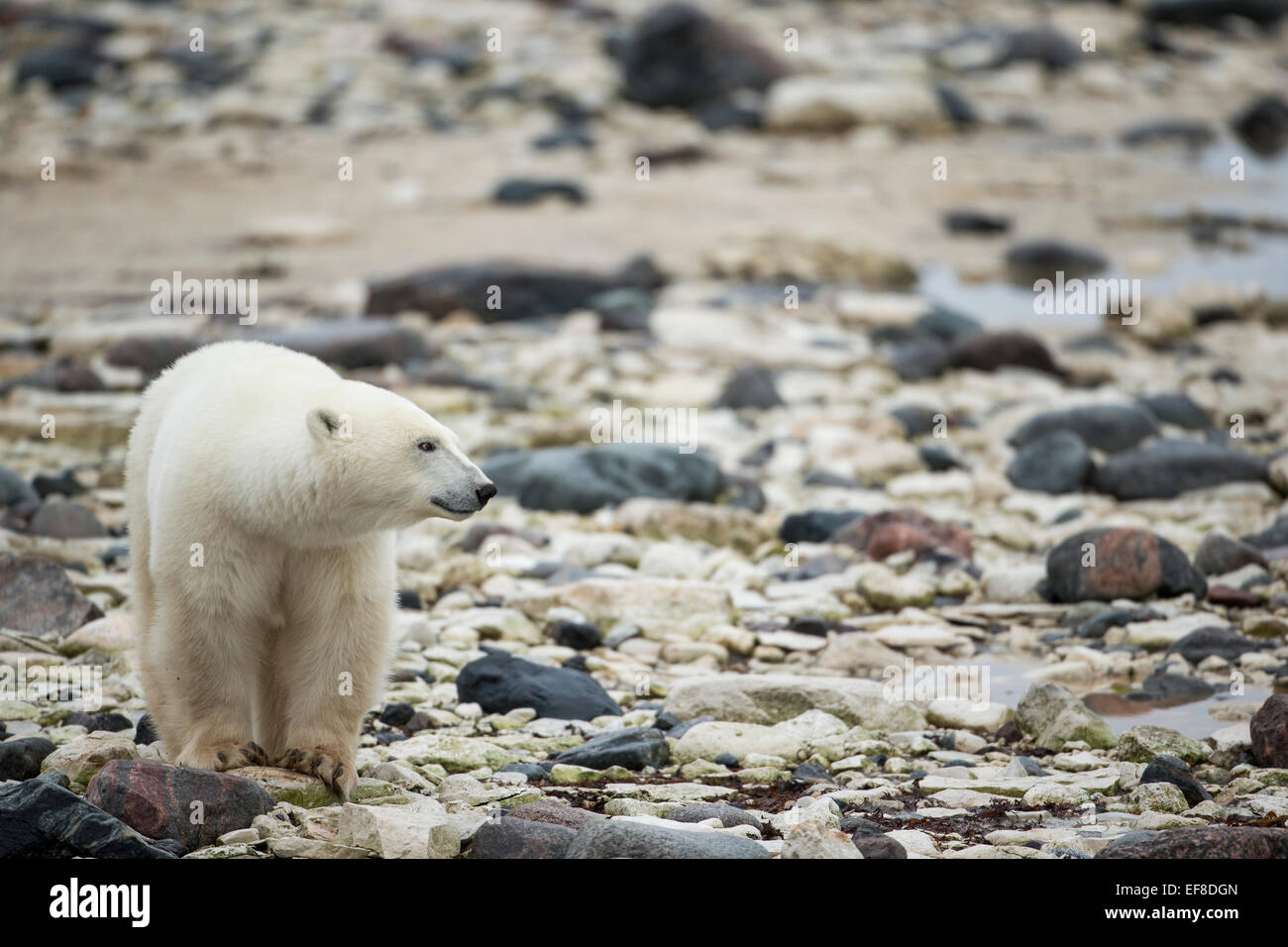 Canada, Manitoba, Churchill, orso polare (Ursus maritimus) in piedi lungo la costa rocciosa lungo la Baia di Hudson su nuvoloso autunno mor Foto Stock