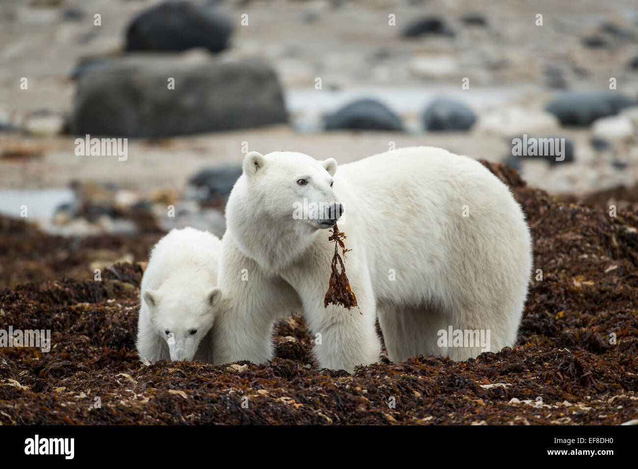 Canada, Manitoba, Churchill, orso polare (Ursus maritimus) e cub alimentando in pile di alghe soffiata sul litorale della Baia di Hudson Foto Stock