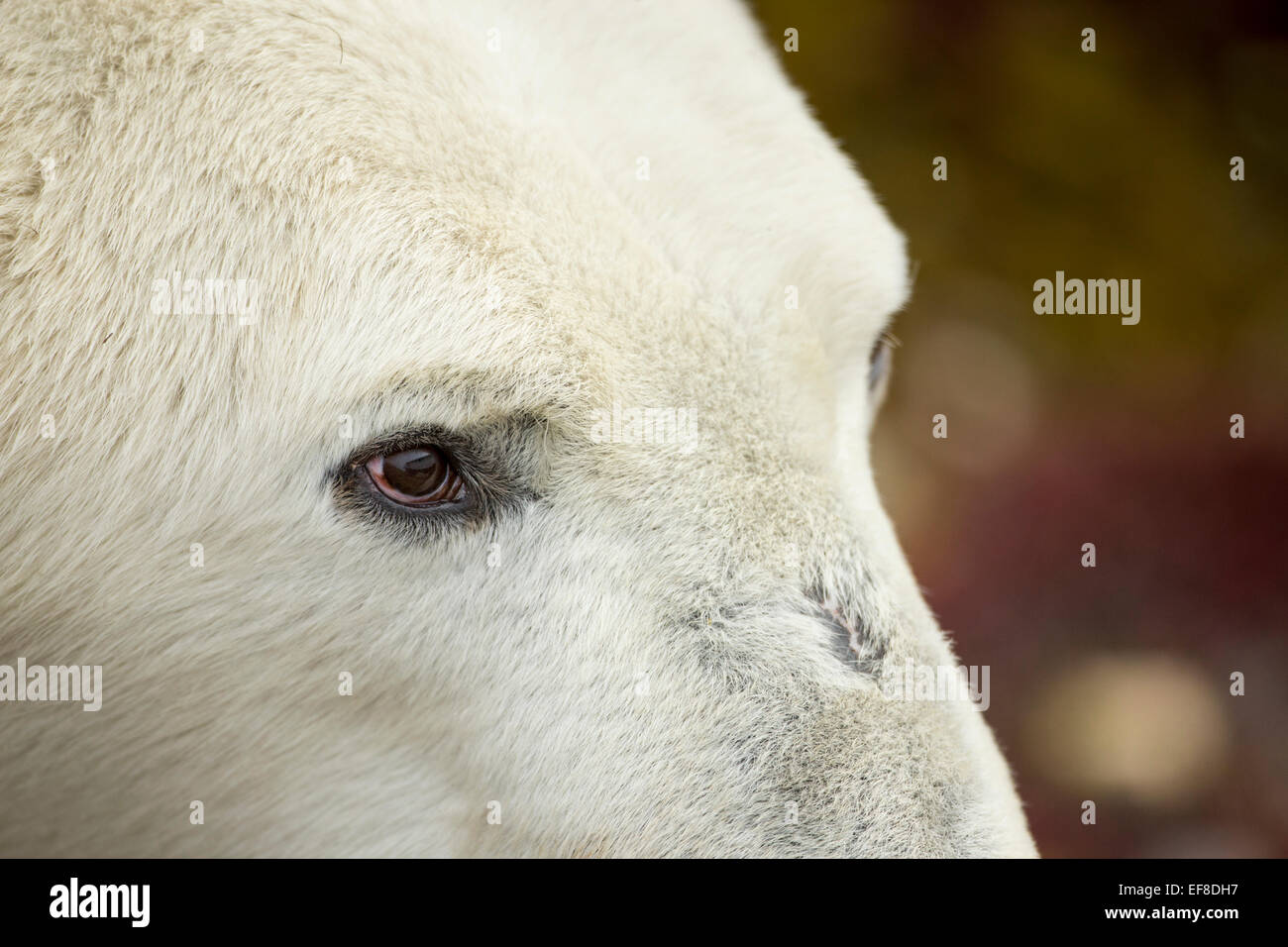Canada, Manitoba, Churchill, Close-up di Orso Polare (Ursus maritimus) su nude tundra lungo il litorale della Baia di Hudson su nuvoloso un Foto Stock