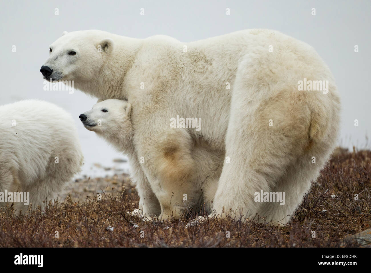 Canada, Manitoba, Churchill, femmina adulta di Orso Polare (Ursus maritimus) in piedi con molla cub su nude tundra lungo il litorale o Foto Stock