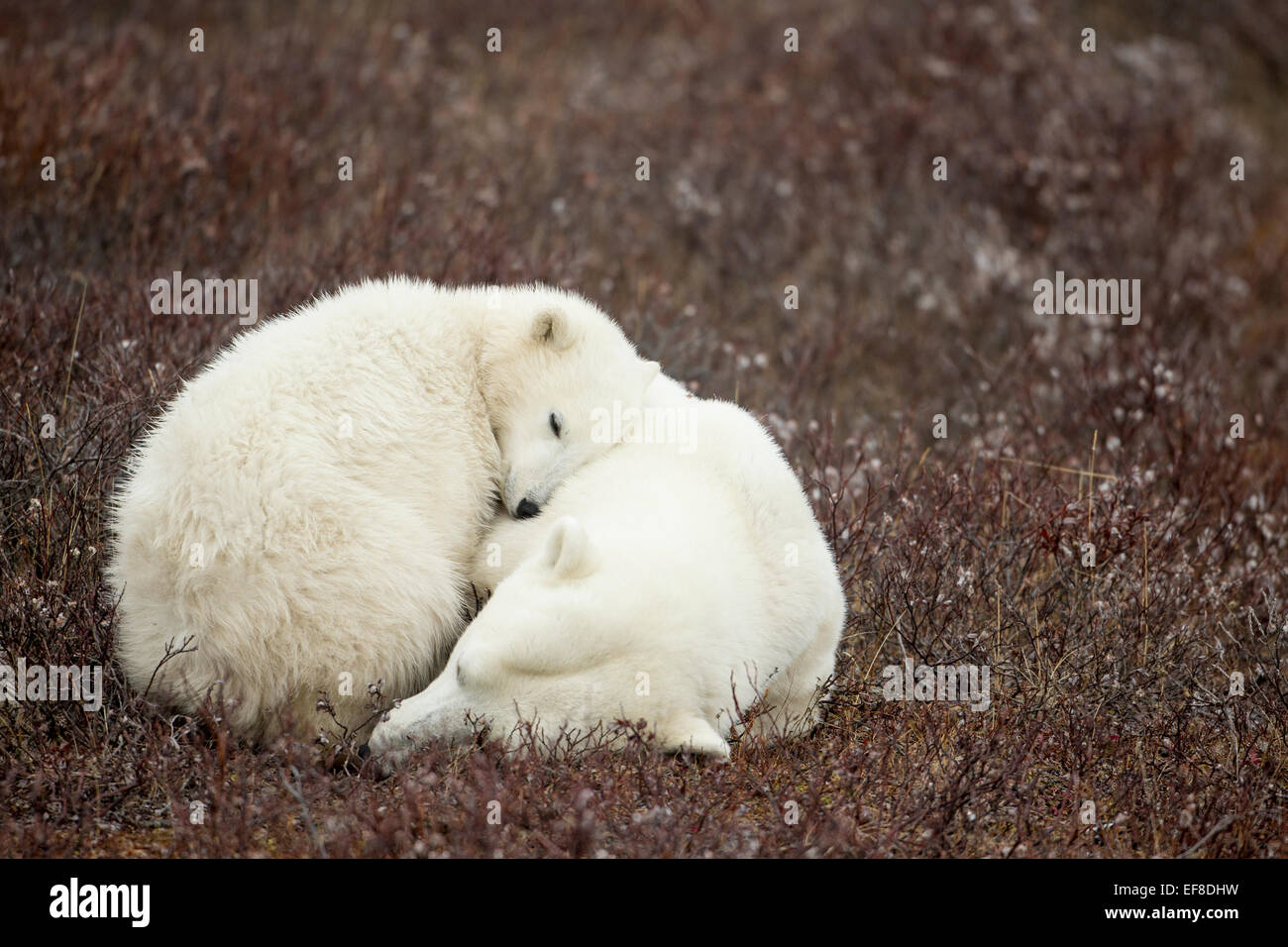 Canada, Manitoba, Churchill, femmina adulta di Orso Polare e giovani cub (Ursus maritimus) dormire su nude tundra lungo il litorale di Foto Stock