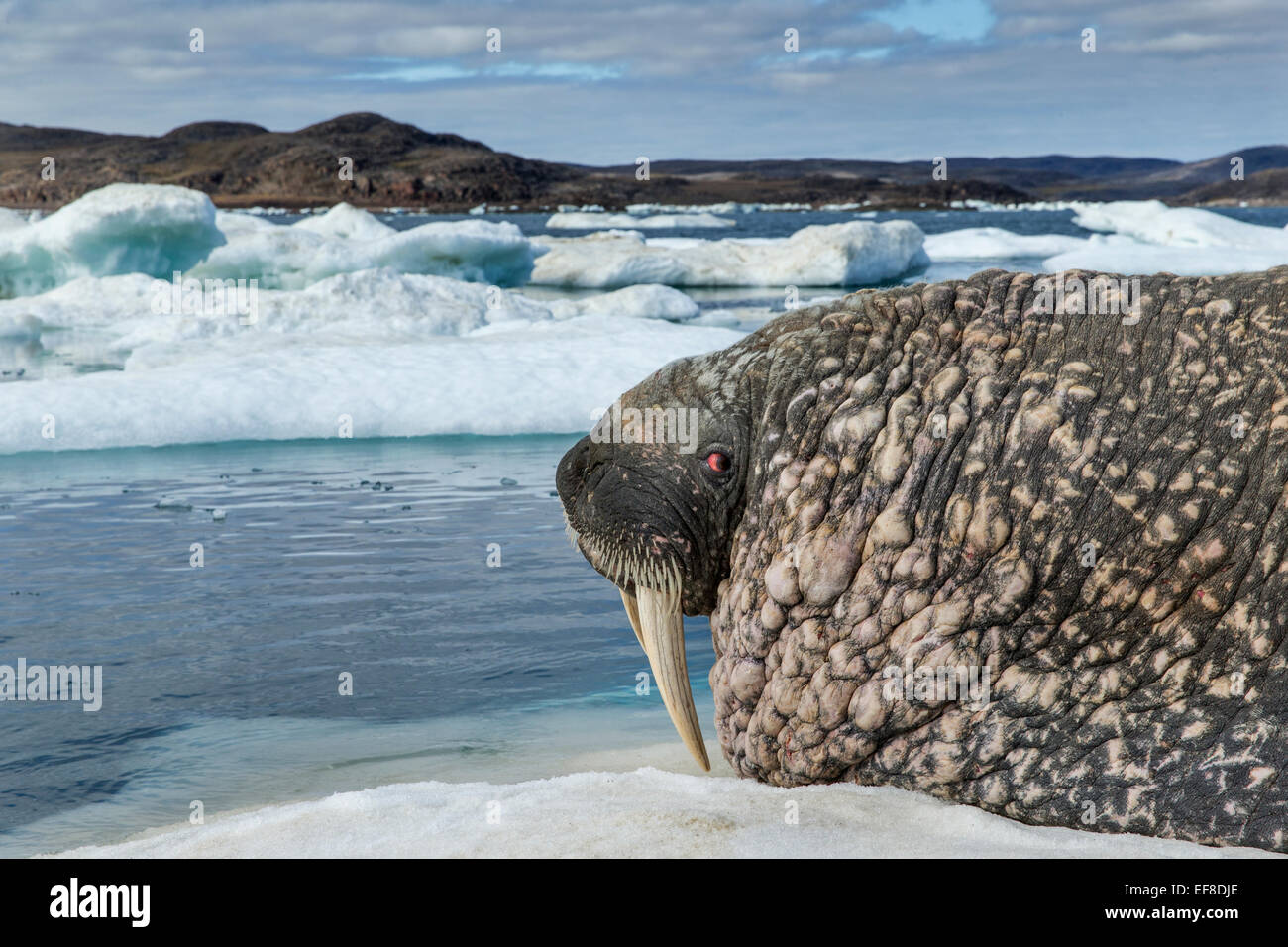 Canada, Nunavut Territorio, Repulse Bay, trichechi (Odobenus rosmarus) appoggiato su ghiaccio floe congelati stretto vicino Isola Bianca lungo Foto Stock