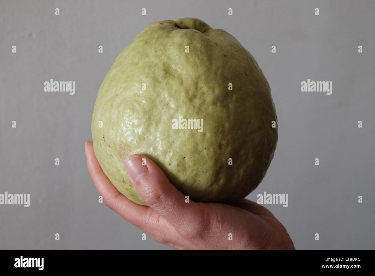 Un enorme frutto guava Foto Stock