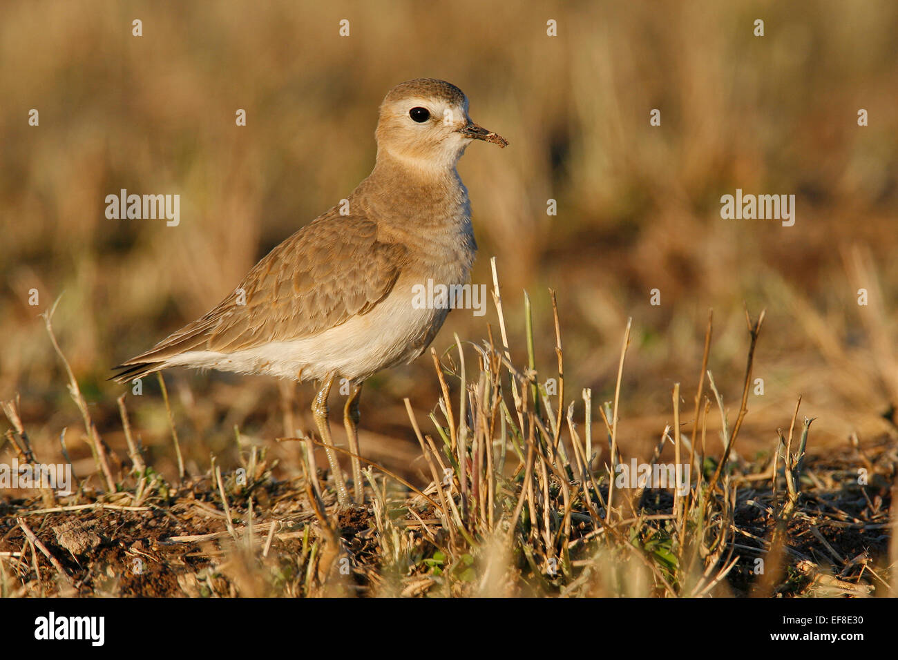 Piviere Montagna - Charadrius montanus - inverno adulto Foto Stock