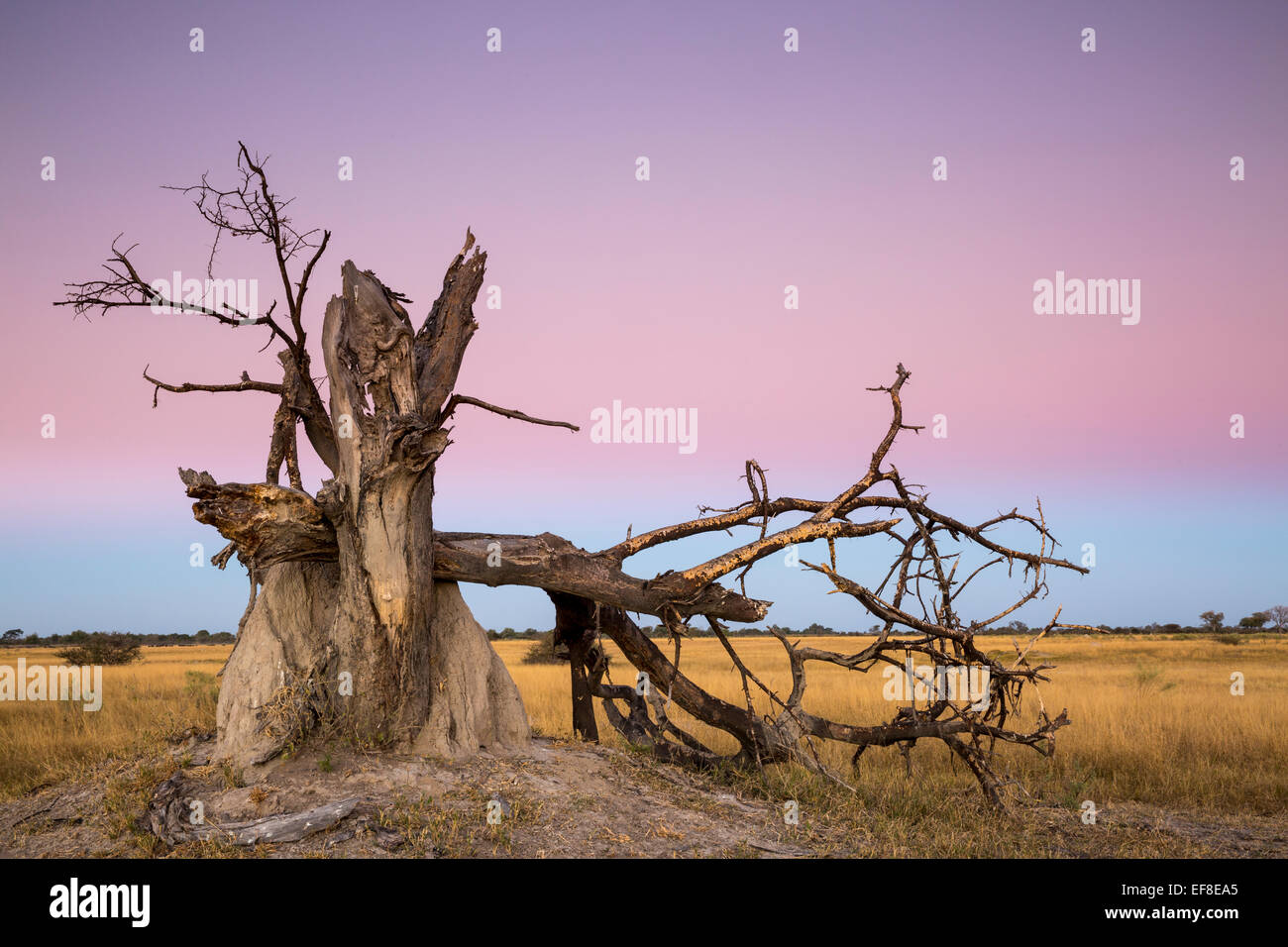 Africa, Botswana, Moremi Game Reserve, nodose resti di albero morto al tramonto vicino alla Laguna di Xakanaxa Foto Stock