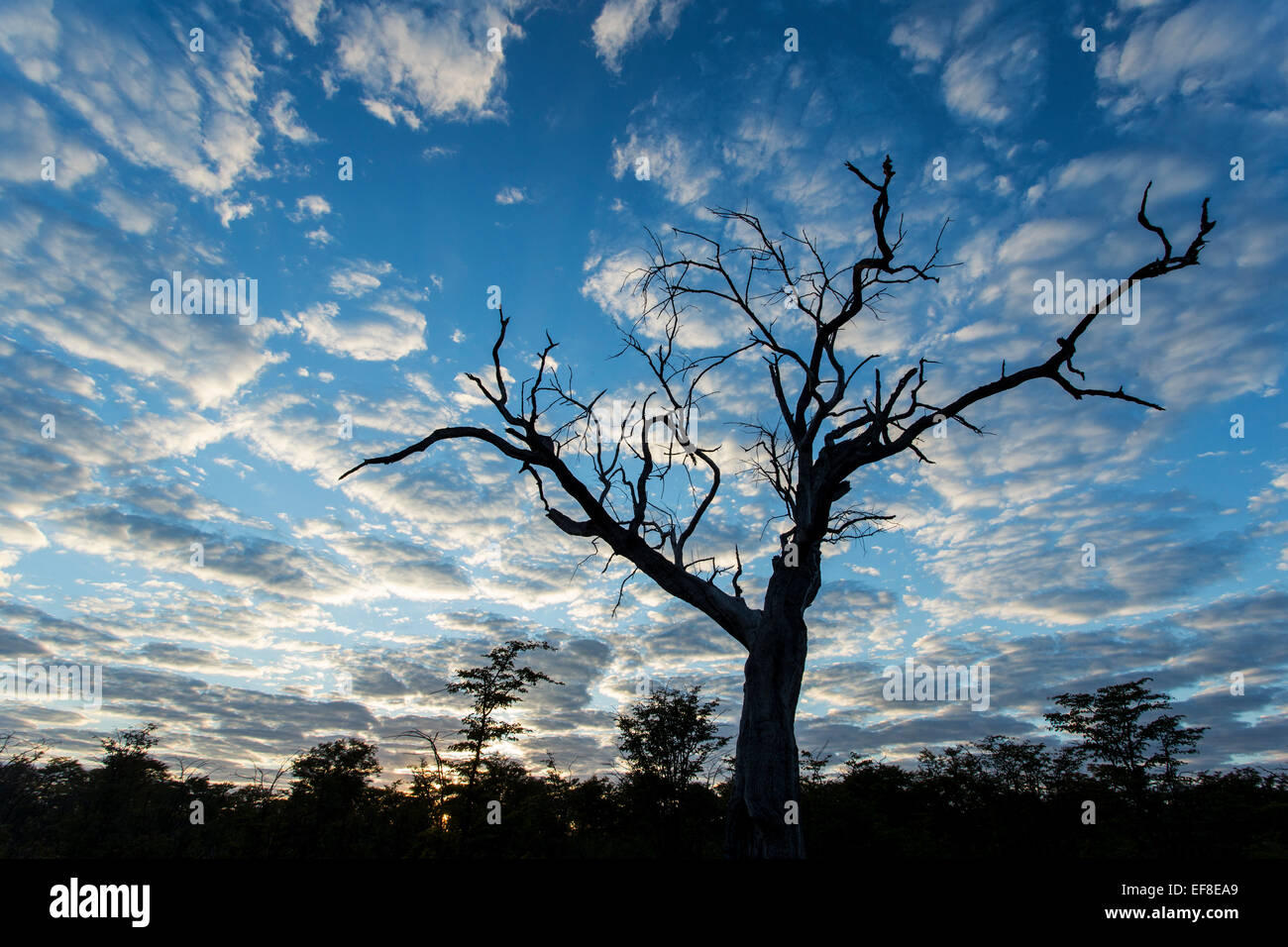 Africa, Botswana, Moremi Game Reserve, Silhouette nodose tree di Okavango Delta all alba inverno mattina Foto Stock