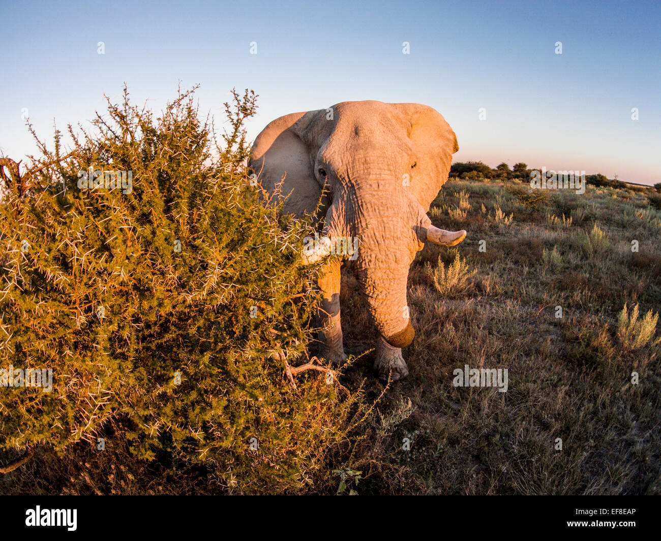 Africa, Botswana, Nxai Pan National Park, vista aerea di Bull Elefante africano (Loxodonta africana) su erba secca su Makgadikgadi Pan in Foto Stock