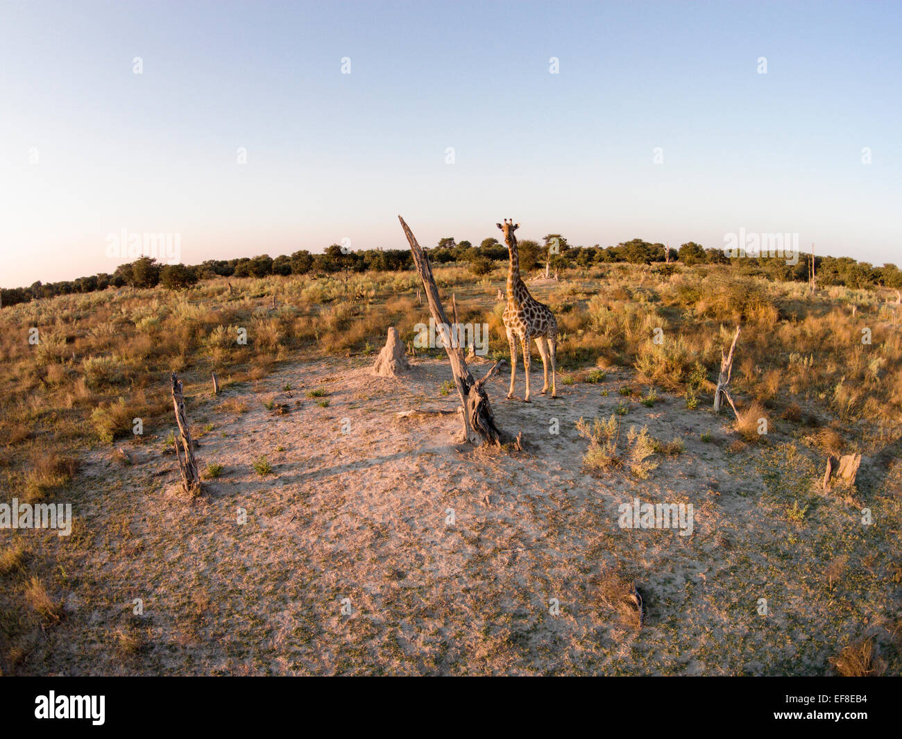 Africa, Botswana, Moremi Game Reserve, veduta aerea della giraffa (Giraffa camelopardalis) di Okavango Delta al tramonto Foto Stock