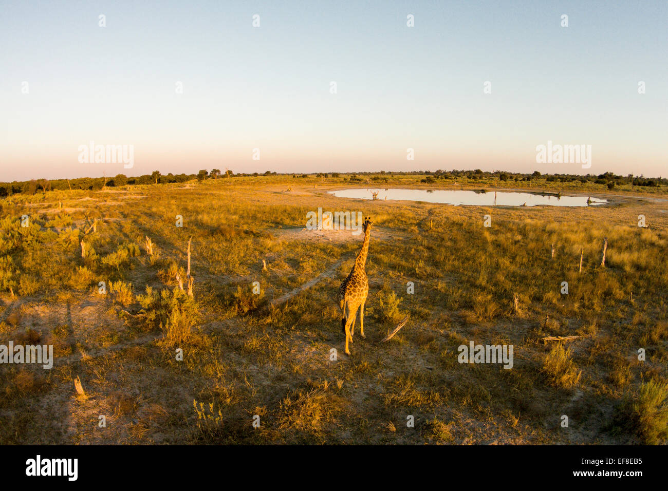 Africa, Botswana, Moremi Game Reserve, veduta aerea della giraffa (Giraffa camelopardalis) camminando verso il foro per l'acqua di Okavango del Foto Stock